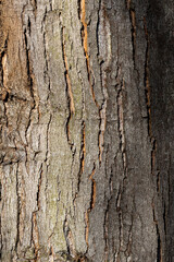 Close up tree bark texture as a wooden background