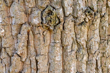 Close up tree bark texture as a wooden background
