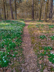 Wiosenny dzień. Zakwitły zawilce, ich białe kwiaty tworzą białe kobierce na łąkach i w zagajnikach. © boguslavus