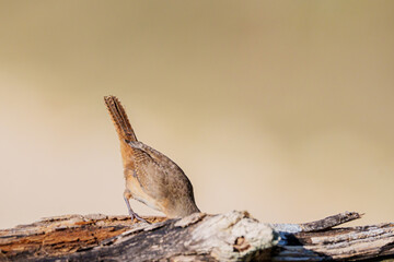 Corruíra (Troglodytes musculus) com a cabeça dentro de um buraco no tronco da árvore com o fundo marrom desfocado