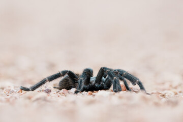 Aranha caranguejeira (Oligoxystre diamantinensis) em close up na estrada sob um fundo desfocado