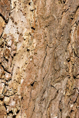 Close up tree bark texture as a wooden background