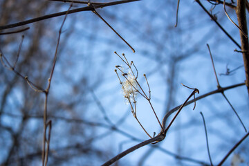 Clematis vitalba in the rays of the winter sun