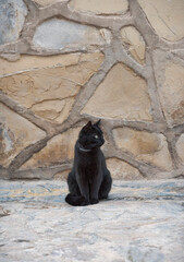 Black cat waiting for its owner