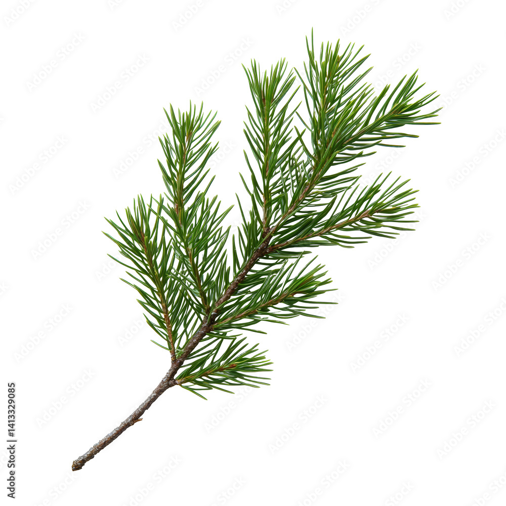Poster a closeup view of a pine branch with vibrant green needles isolated on transparent background, pine 