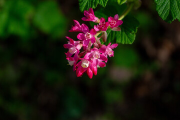 Rhododendron hirsutum flower growing in mountains, macro