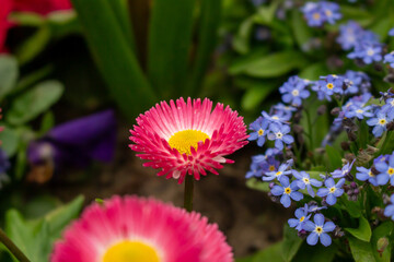 Beautiful red flower with a green background - Daisy Red Bellis Perennis Super Enorma © FlorianSchultze