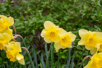 Obraz premium Beautiful yellow Daffodil flowers blooming in a spring garden