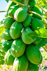 pé de mamão com frutas