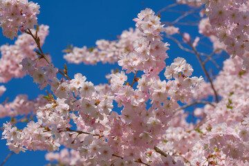 cherry blossom on a sunny spring day on the blue sky background close-up