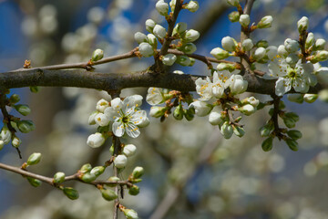 cherry plum flower on a twig on a sunny spring day