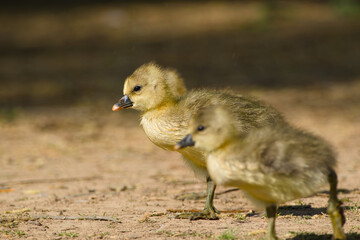 gosling of greylag goose is walking after floating on water