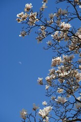 cherry blossom against blue sky
