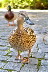 duck in the park