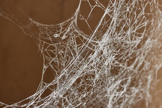 Thick old spider web in a cellar