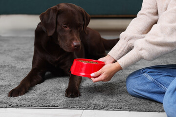 Woman giving bowl with dry pet food to her dog indoors, closeup