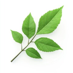 Fototapeta premium Bright green leaf branch against a white backdrop.