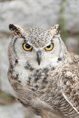 Hibou Grand Duc, rapace, fauconnerie