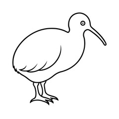 Kiwi Bird