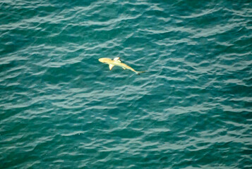 Obraz premium aerial view of a reef shark on the Maledives