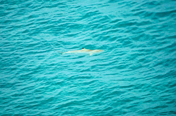 Naklejka premium aerial view of a reef shark on the Maledives