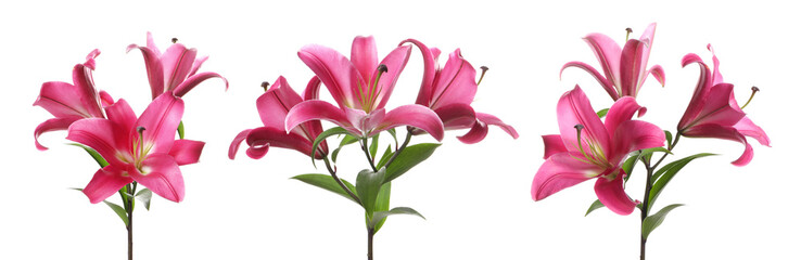 Beautiful pink lily flowers on white background, set