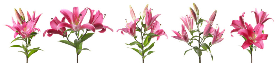 Beautiful pink lily flowers on white background, set