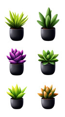 Several potted succulent plants with differing leaf colors and shapes are displayed against a solid black background.