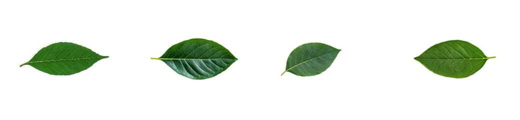 Obraz premium Four green leaves of plant lie black background, cut out transparent