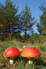 Amanita muscaria mushrooms growing in natural environment forest in Poland, Europe.