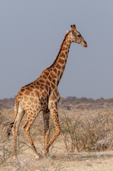 Giraffe in Etosha National Park, Namibia Africa.