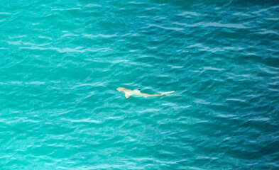 aerial view of  a reef shark on the Maledives