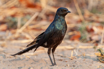 Burchell's starling (Lamprotornis australis) a species of starling in the family Sturnidae, native to dry and mesic woodlands and savannah of southern Africa.