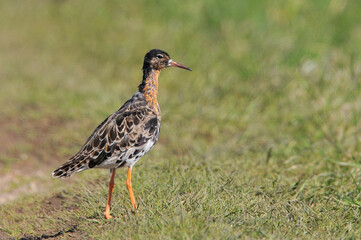 Single Ruff bird on grassy wetlands during a spring nesting period, Biebrzanski National Park, Poland.