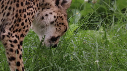 African cheetah portrait in a zoo
