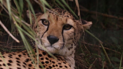 African cheetah portrait in a zoo