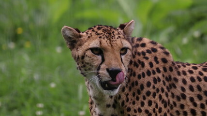 African cheetah portrait in a zoo
