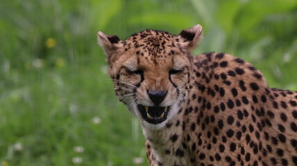 African cheetah portrait in a zoo