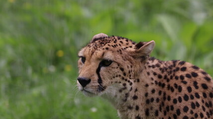 African cheetah portrait in a zoo