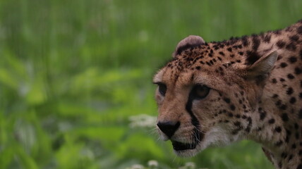 African cheetah portrait in a zoo