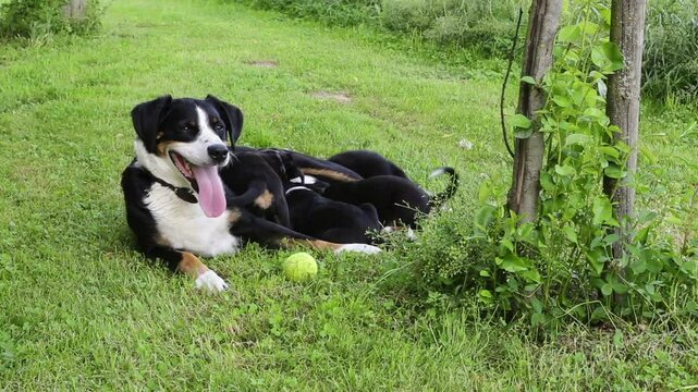 Appenzeller Senner dog nursing her puppies, high definition clip