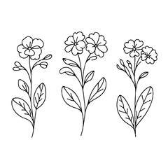 Set of outline primula, doodle floral. Hand drawn spring Botanical drawing. Detailed line art illustration. Simple Stylized Art, primrose flowers. Elegant Black and White blossom.