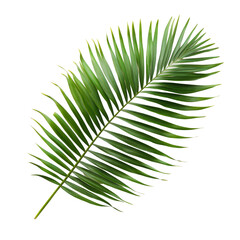 Isolated fresh green palm leaf displayed against a clean transparent background showcasing its vibrant texture and form, palm leaf isolated on transparent backgroundfile