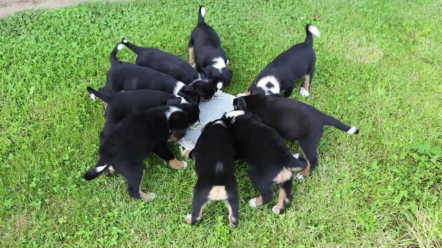 Appenzeller Senner dog puppies during feeding