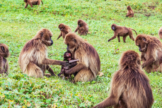 Ethiopia. North Gondar. Simien Mountains National Park. Mother and baby Gelada baboon in a troop.