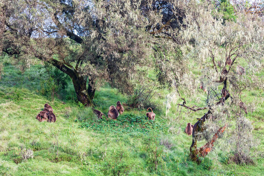 Ethiopia. North Gondar. Simien Mountains National Park. A troop of Gelada baboons under trees.