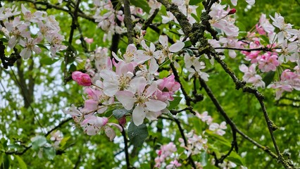 Pink apple blossom on tree with green nature background. Captured with selective focus.