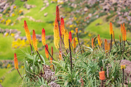 Ethiopia. Amhara. North Gondar. Red hot poker flowers in the Ethiopian highlands.