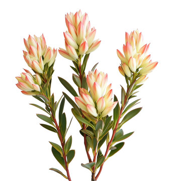 Fototapeta Delicate Leucadendron flowers arranged beautifully against a flat transparent background showcasing their unique features, Leucadendron flowers flattransparent background