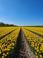 Rows of yellow tulips in a field in the Netherlands on a sunny, blue sky day. Flowers in nature.